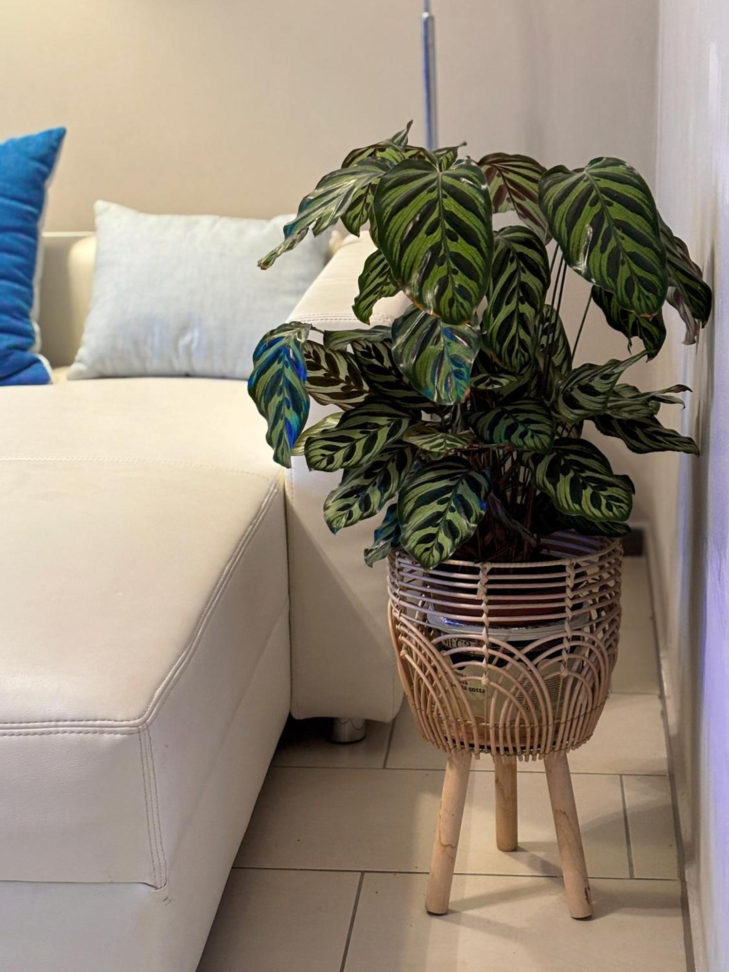 קובלנץ Wohnung Mitten In Der Altstadt מראה חיצוני תמונה